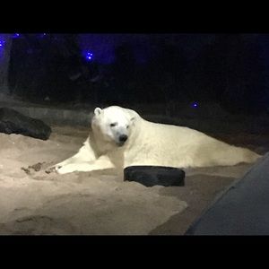 Meet your Posher, Laurel